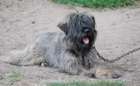 Od sredine novembra popolna prepoved trajnega privezovanja psov v domačem okolju